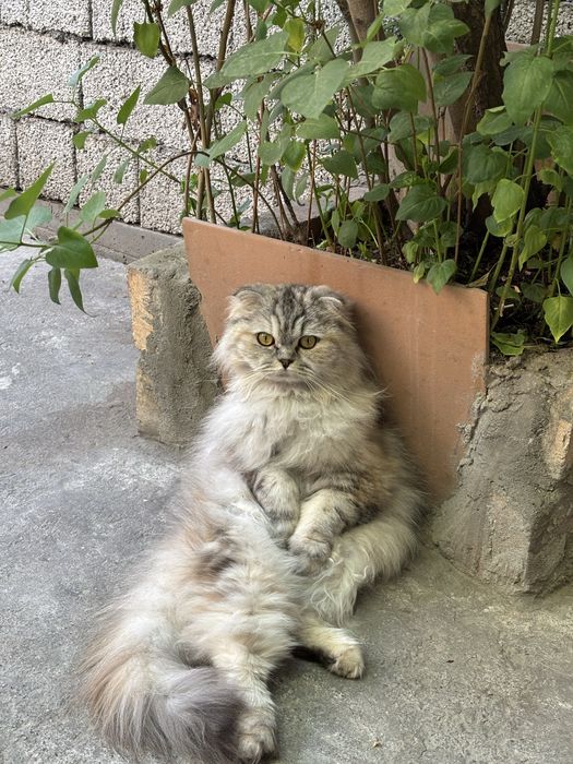 Шотладские кошки страйт