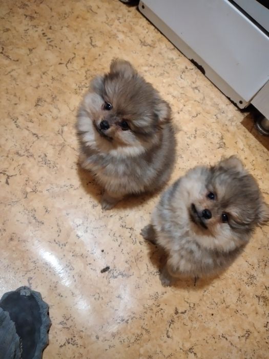 Щенки Немецкого шпица.