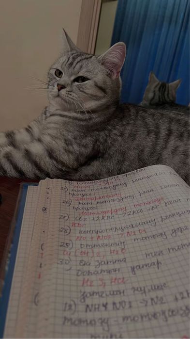 Кошка 11 мес продаю