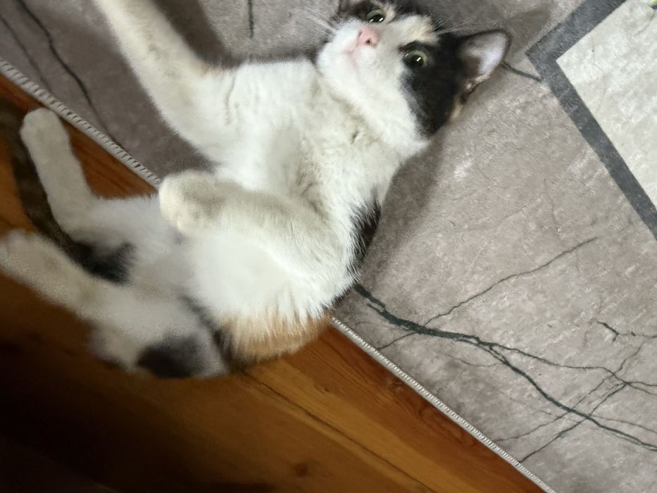 триколор трехцветный домашний котенок девочка ищет любящих хозяев