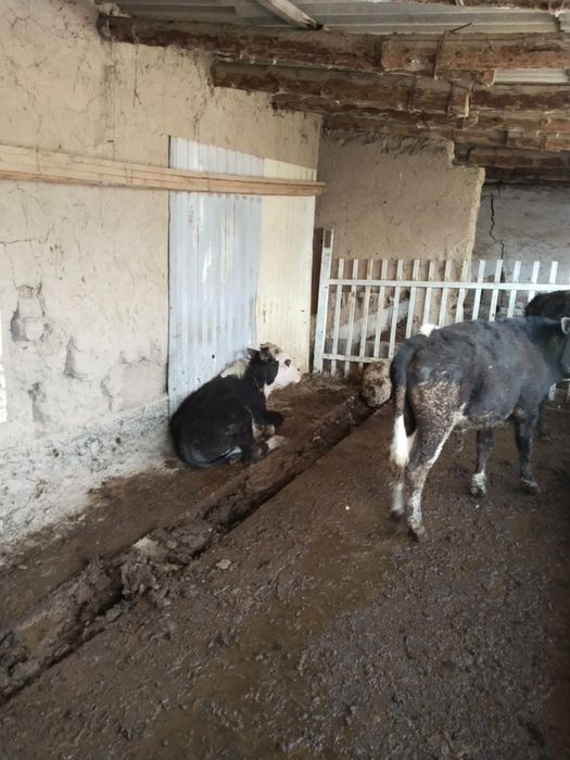 1 жасар бұқалар бордақы