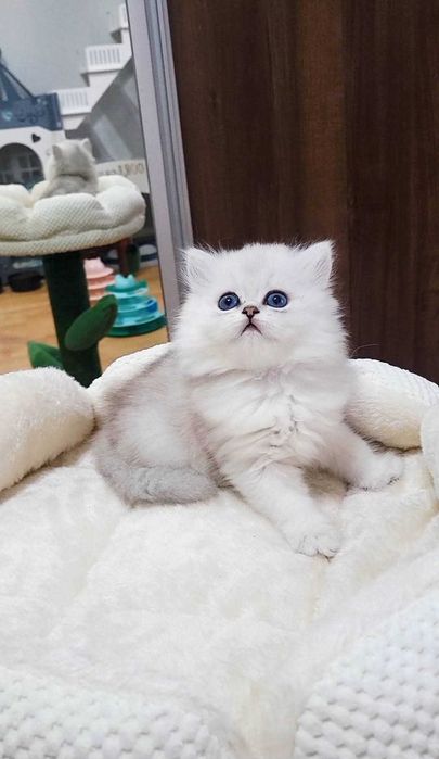 British Longhair – fetiță, pedigree WCF