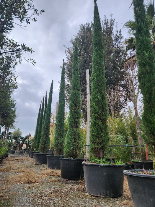 Chiparos italian la ghiveci