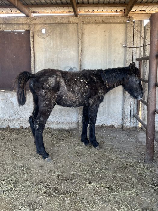 Тай сатылады еркек