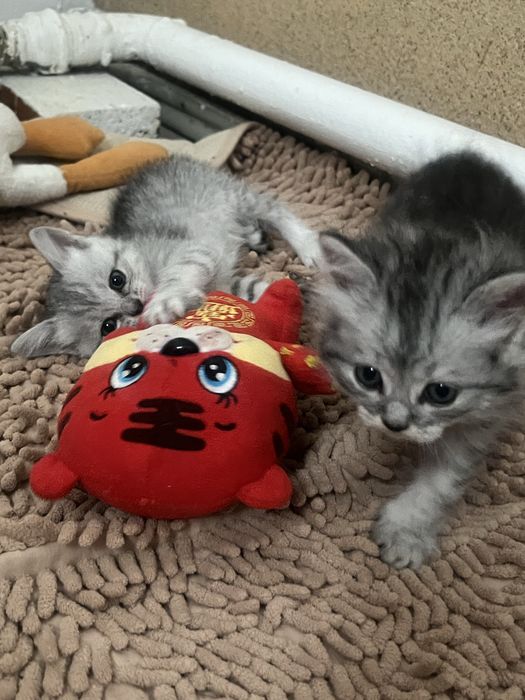 котики, мысыктаар