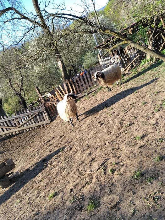 Berbecii disponibili
