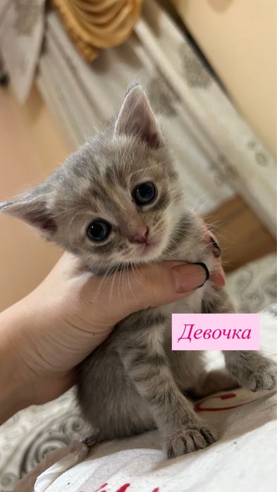 Котята британские
