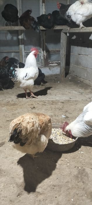 Екі Адлер қораз сатам