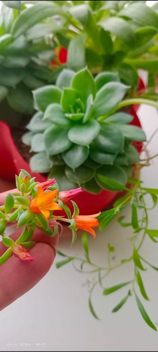 Продам герани сортовые