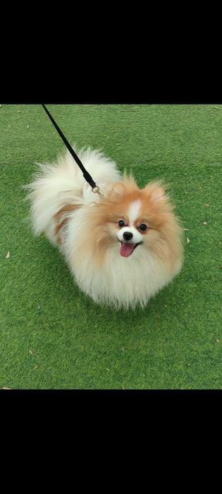 Продается померанский шпиц