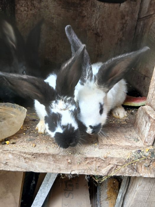 Pui iepure fluturas urias