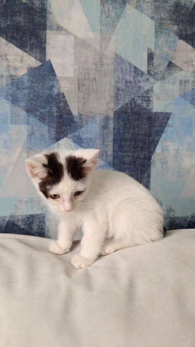 Отдам котёнка в добрые руки