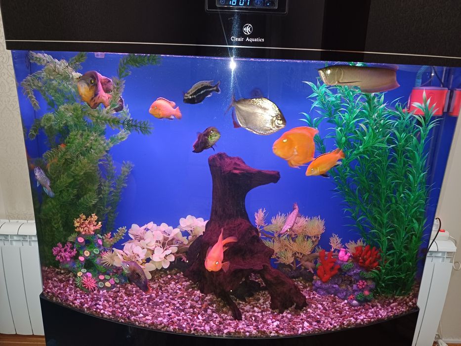 Аквариум:изготовление,обслуживание,дизайн,ремонт..