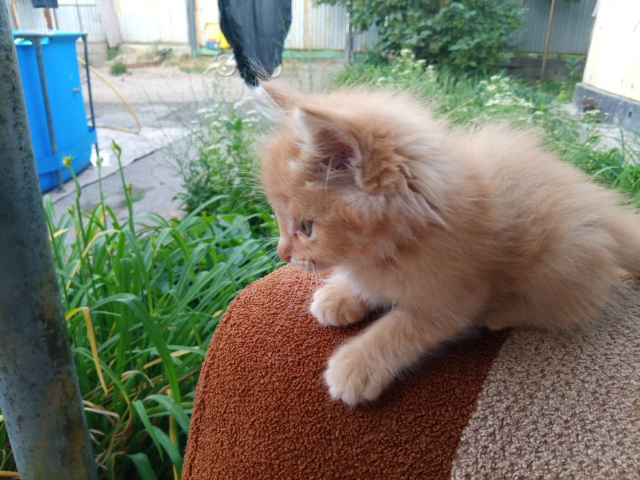 Кошки на продажу