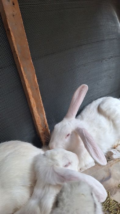 Quyonlar sotiladi arzonroq qilib beraman