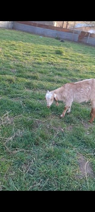 Битал шыбыш сатылады