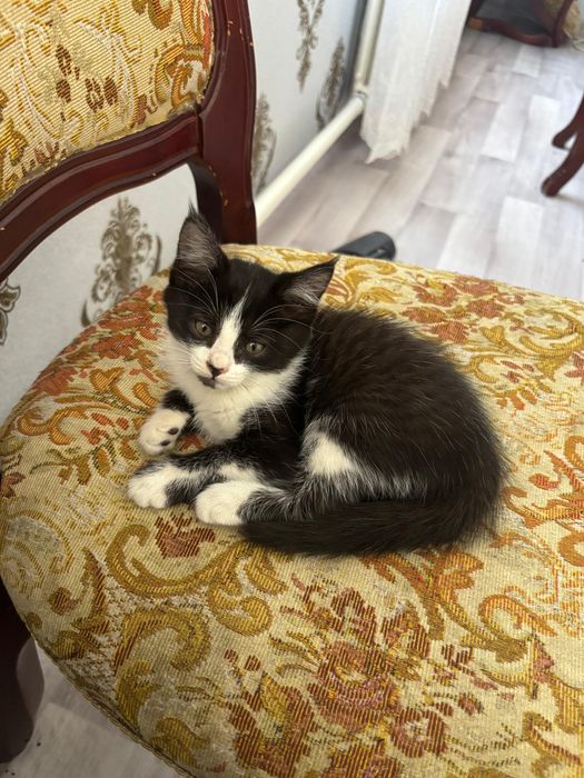 Отдам в добрые руки котят