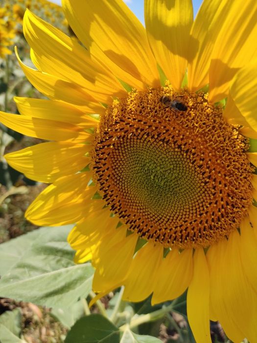 Натуральный мёд с личной пасеки