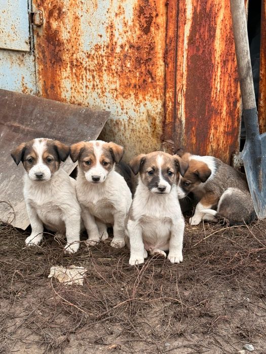 Отдам Бесплатно щенки