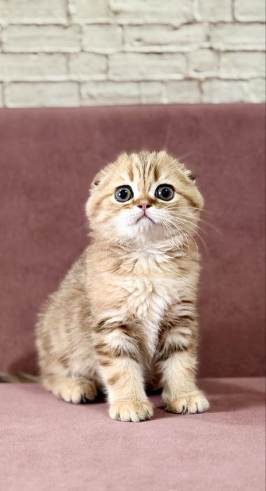 Скоттиш фолд. Мальчик