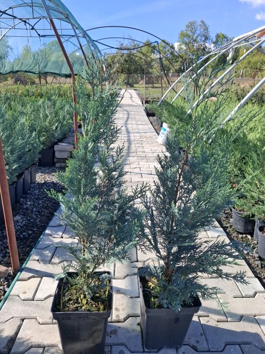 Producator vand Chiparos Lawsoniana