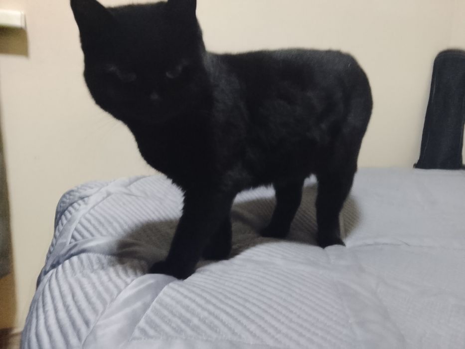 Кошка в добрые руки