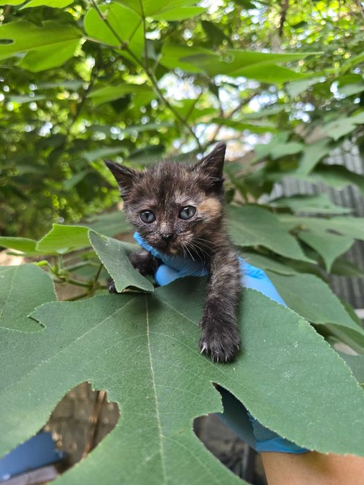 Котята ищут семьи!