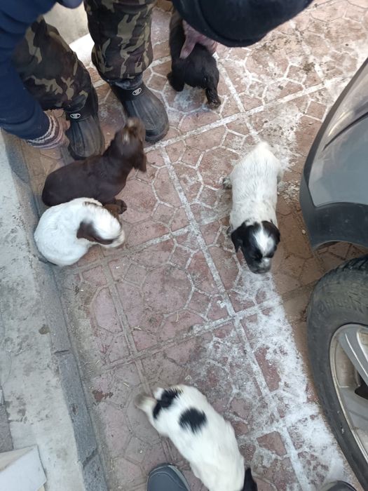 Продам охотничьих щенков!