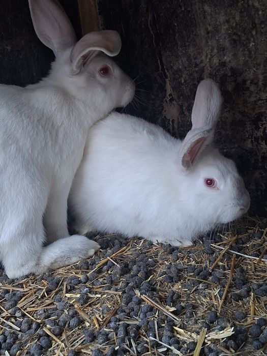 Қоян,көжектер сатамын