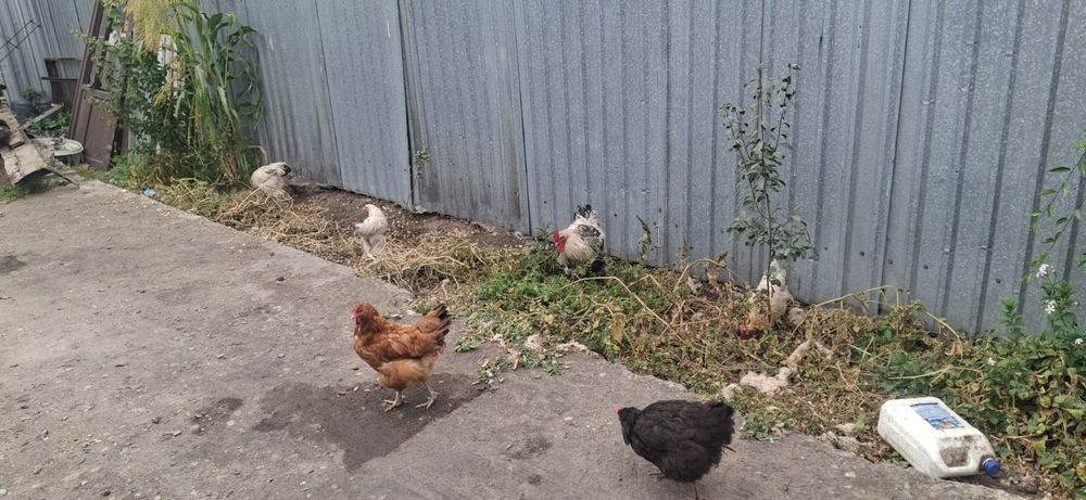 Продам куры, петух