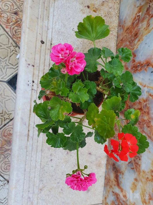 Bu Geran gul noyob pushti va qizil rangda