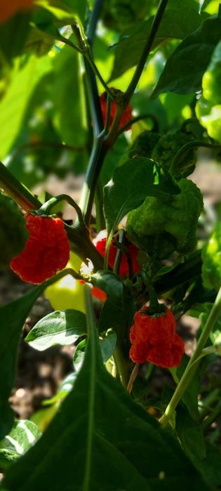 Най-лютата чушка в света – Carolina Reaper