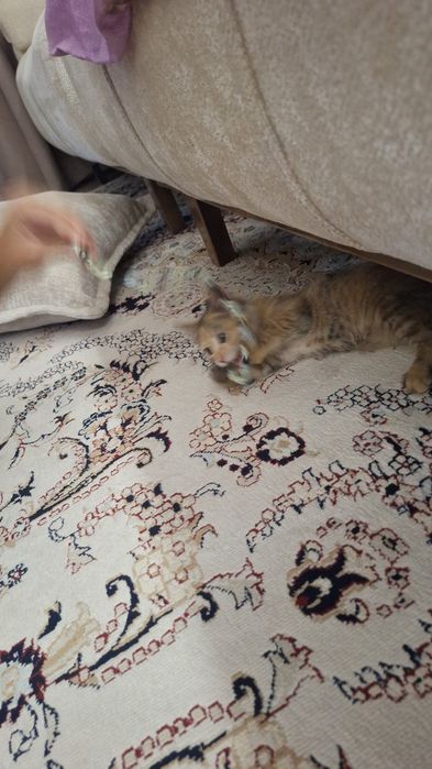 Котенок 2 месяца, бесплатно