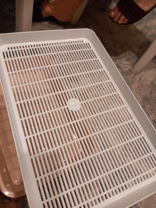 Лоток для котят 2000₸