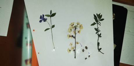 Ierbar școlar 30 plante