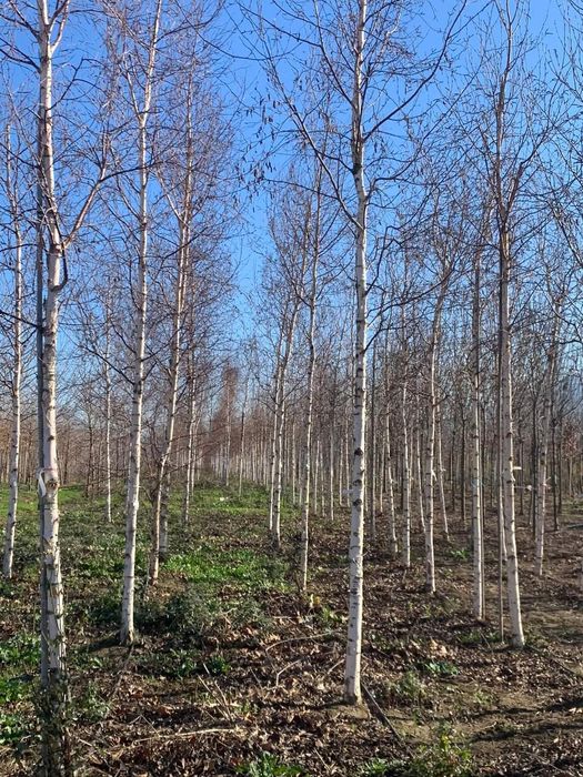 Mesteacan alb ( betula pendula) Platan