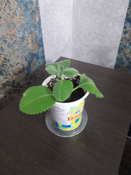 Комнатные цветы (драцена и др.)