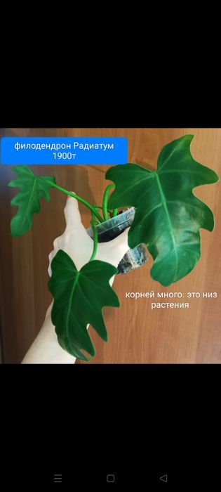 Сциндпсус от 1800т