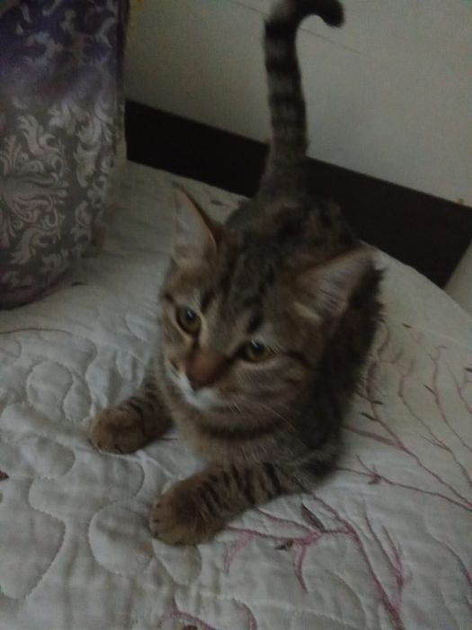 Отдадим котят в добрые руки