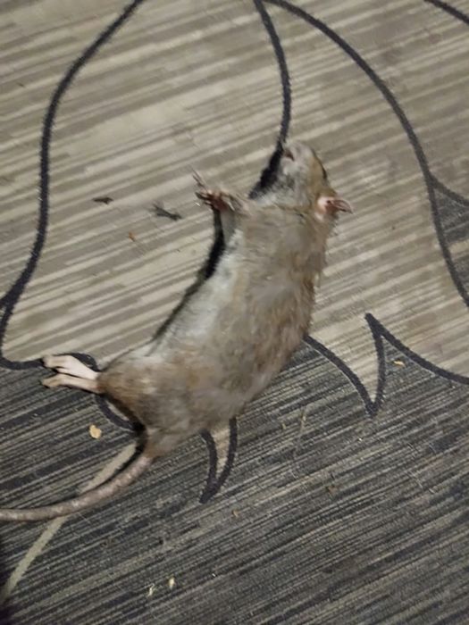 Одам котят крысыловов