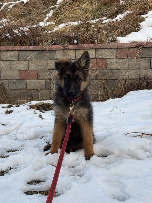 Продам щенков немецкой овчарки