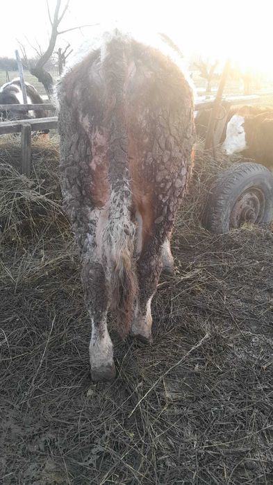 Taur Baltat Romanesc