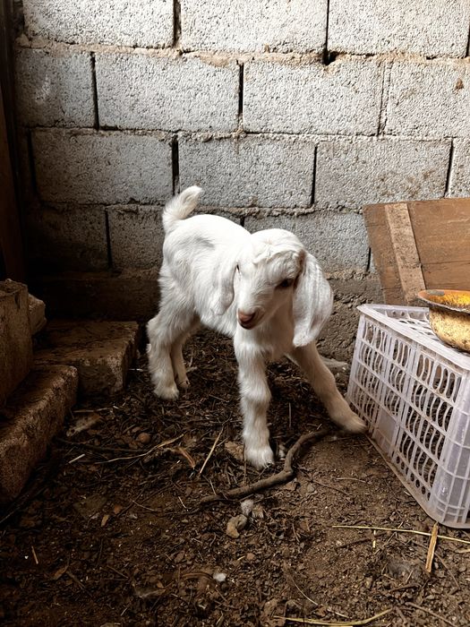 Лақтар/ Козляты  породистые