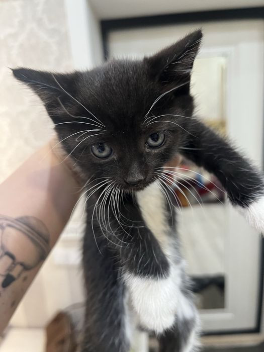 Отдам котенка в добрые руки!