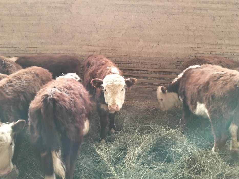 Бычки букалар 55