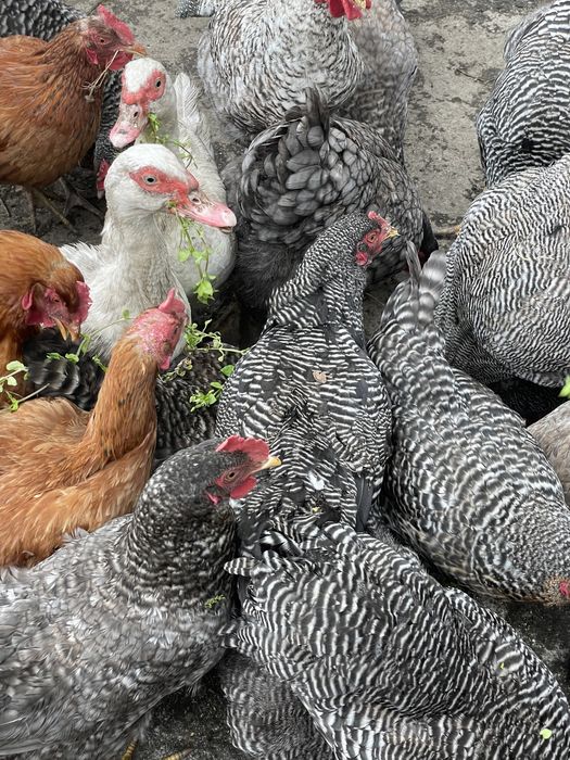 Rațe, cocosi, bibilici