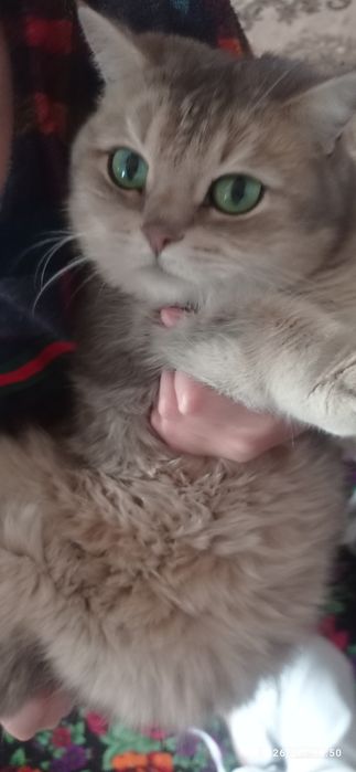 Muwuk barterga almawamiz