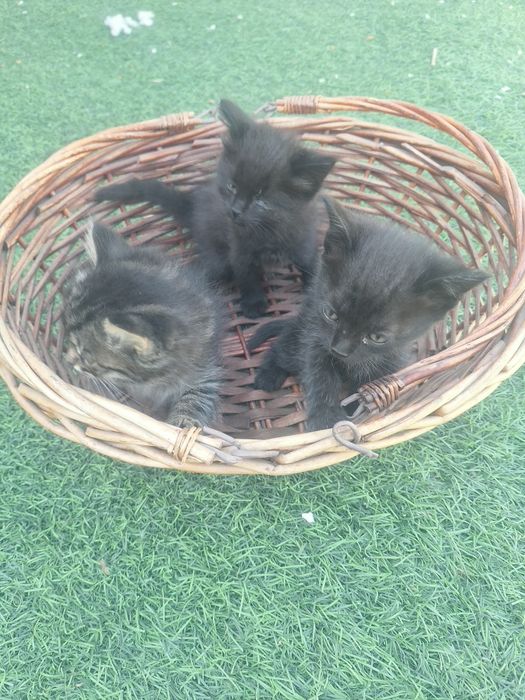 Отдам котят срочно даром