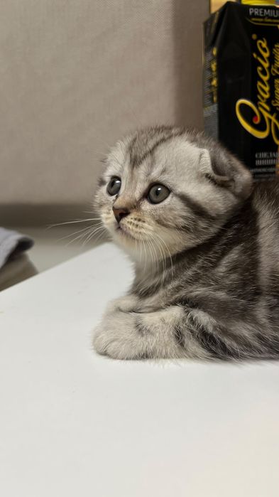 Шотландская кошка