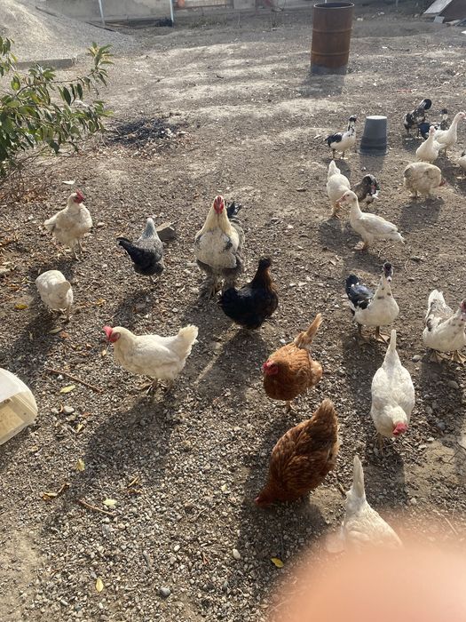 Продам курей шипуны 2000